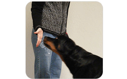 Module 1 Preschool dog training exercises